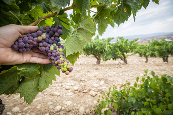 Agricultura presenta las recomendaciones del GAN Vitivinícola