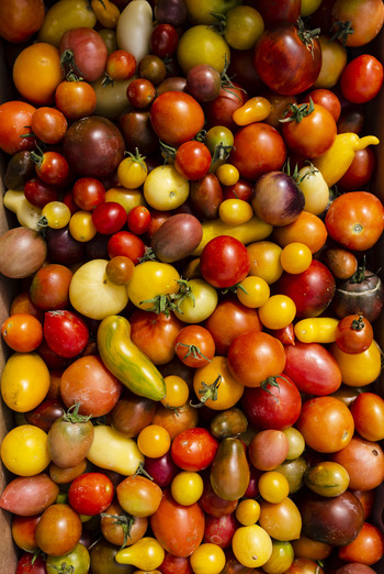 230.000 toneladas de tomate al año sin pagar aranceles