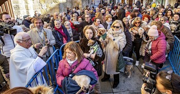 Canes, gatos y equinos bendecidos con mimo