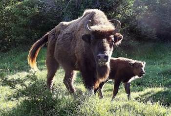 Nuevos hallazgos apuntan a la presencia del bisonte en España