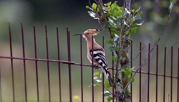 Fauna de la Montaña Palentina: Abubilla