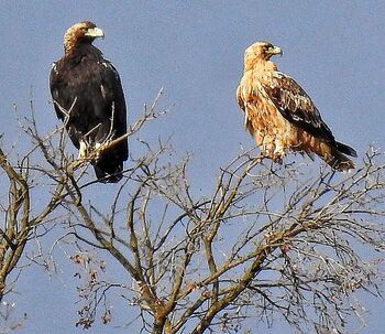 El águila imperial elige el Cerrato - Palencia